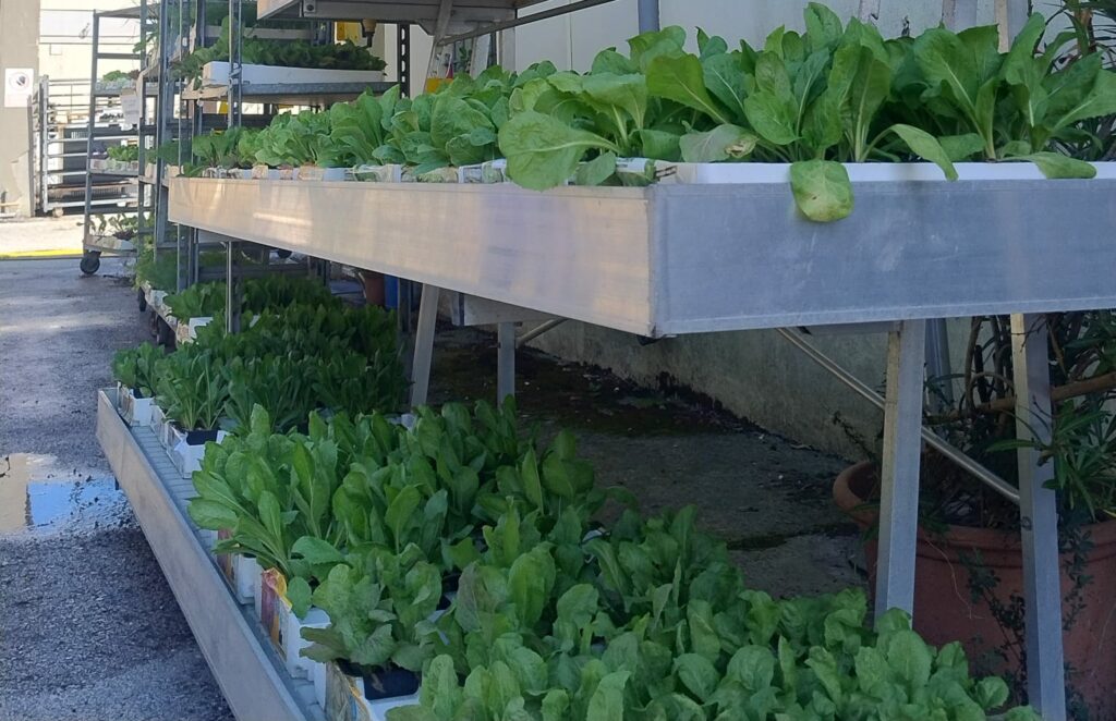 Panoramica di piantine di insalata
